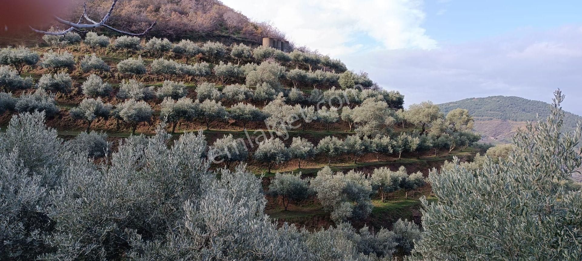 İzmir 1000 Zeytin Ağaçlı 23125 M2 Tarla Satılıktır - Görsel 7