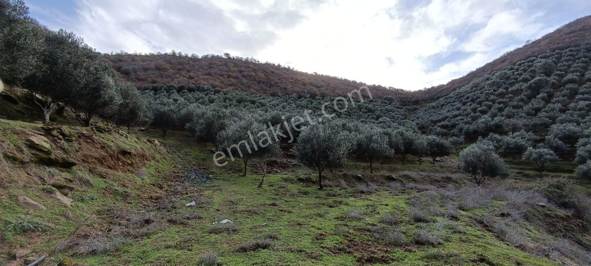 İzmir 1000 Zeytin Ağaçlı 23125 M2 Tarla Satılıktır - Görsel 19