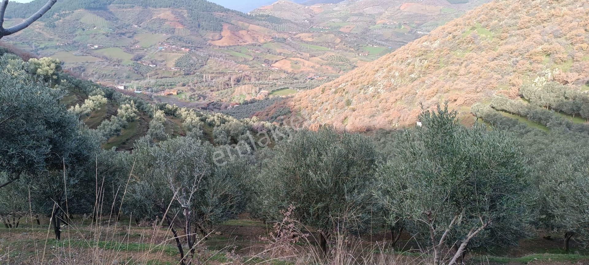 İzmir 1000 Zeytin Ağaçlı 23125 M2 Tarla Satılıktır - Görsel 16