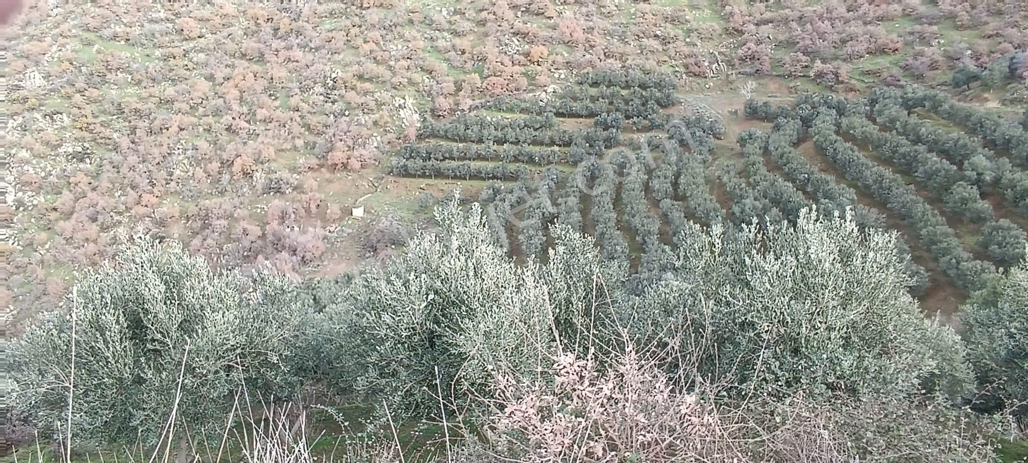 İzmir 1000 Zeytin Ağaçlı 23125 M2 Tarla Satılıktır - Görsel 10