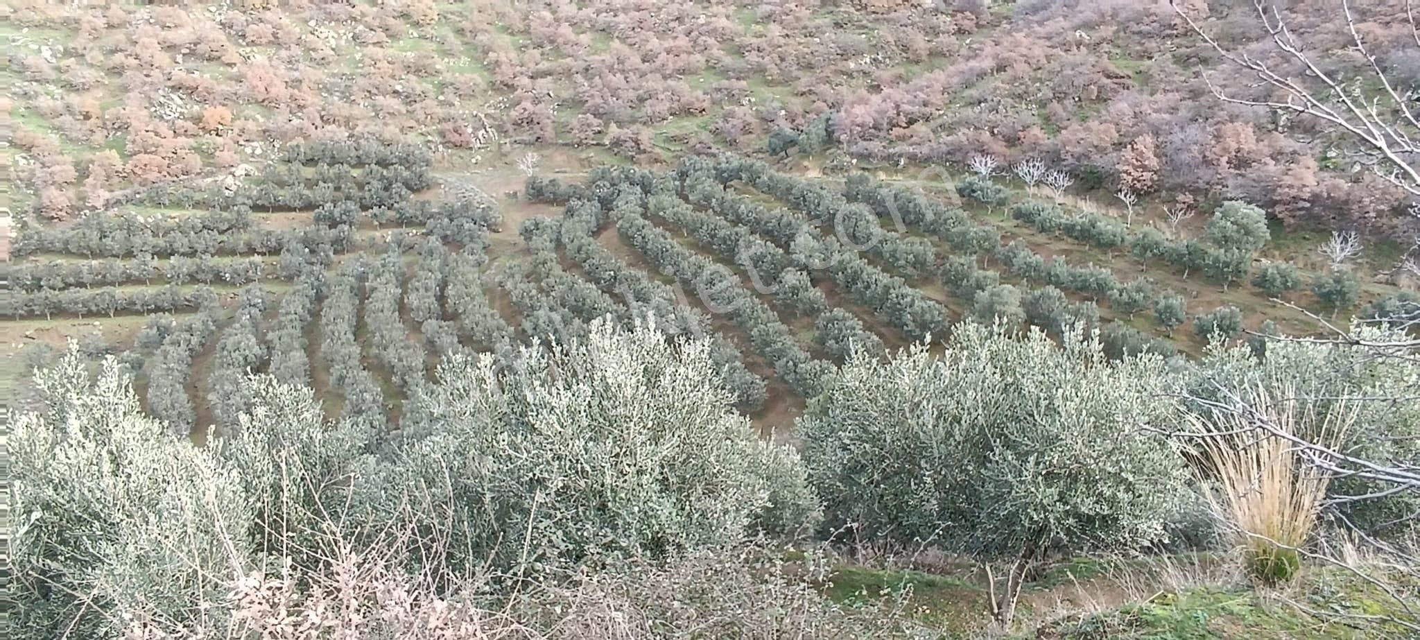 İzmir 1000 Zeytin Ağaçlı 23125 M2 Tarla Satılıktır - Görsel 5
