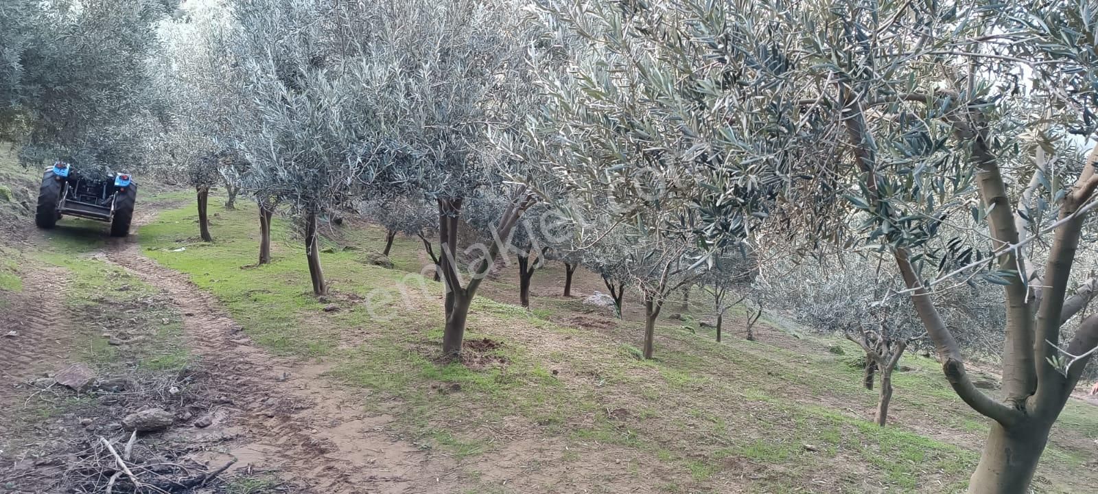 İzmir 1000 Zeytin Ağaçlı 23125 M2 Tarla Satılıktır