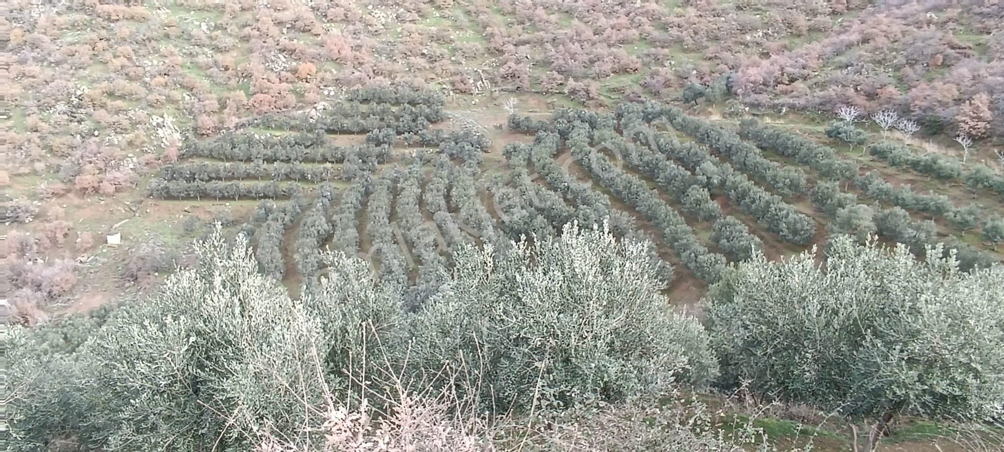 İzmir 1000 Zeytin Ağaçlı 23125 M2 Tarla Satılıktır - Görsel 8