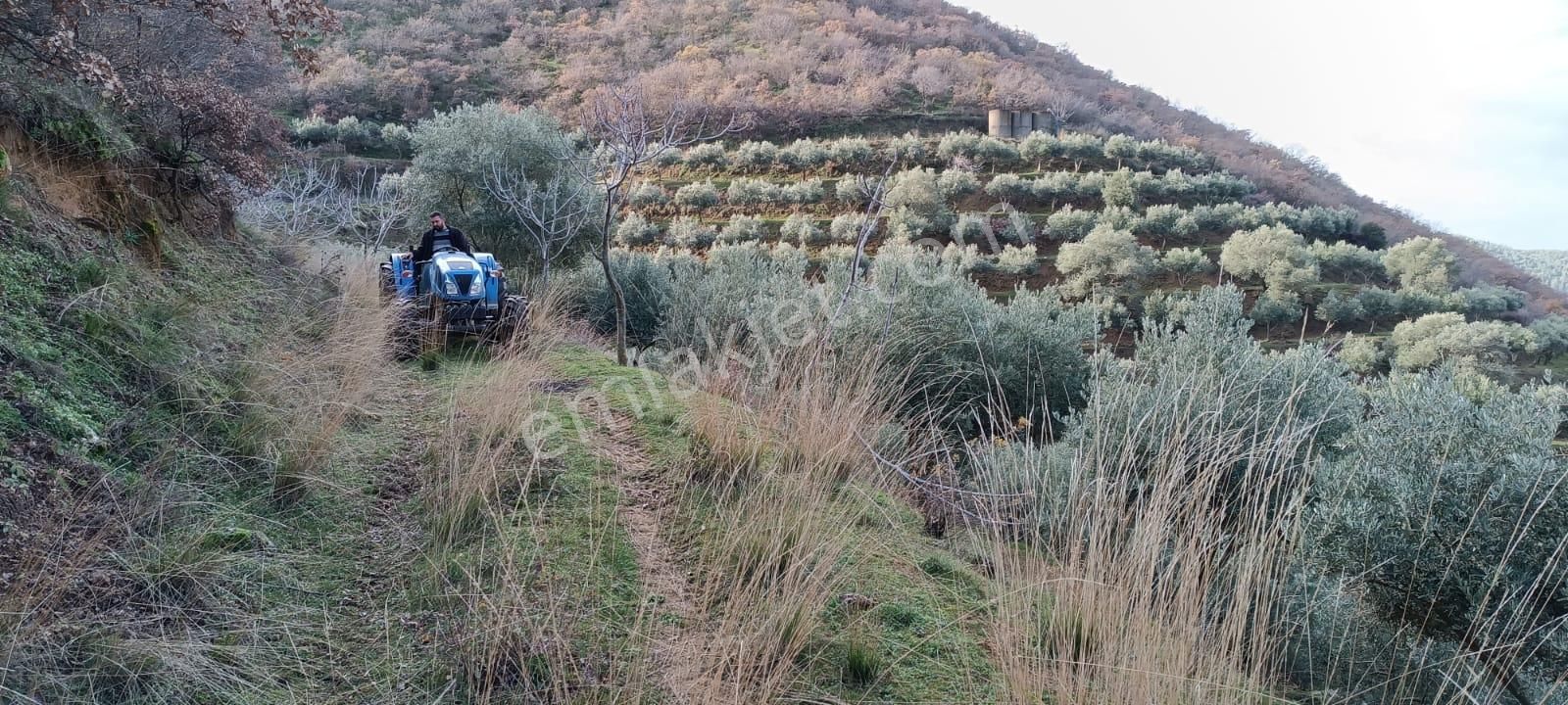 İzmir 1000 Zeytin Ağaçlı 23125 M2 Tarla Satılıktır - Görsel 4
