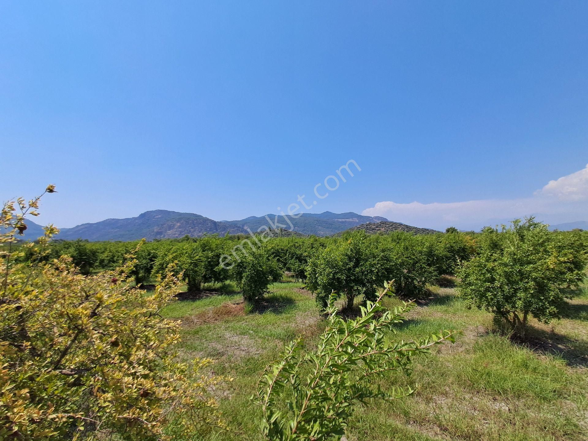 Günaydın Emlak'tan Ortaca Güzelyurtda 8.000 M2 Hisseli Satılık Tarla - Görsel 9