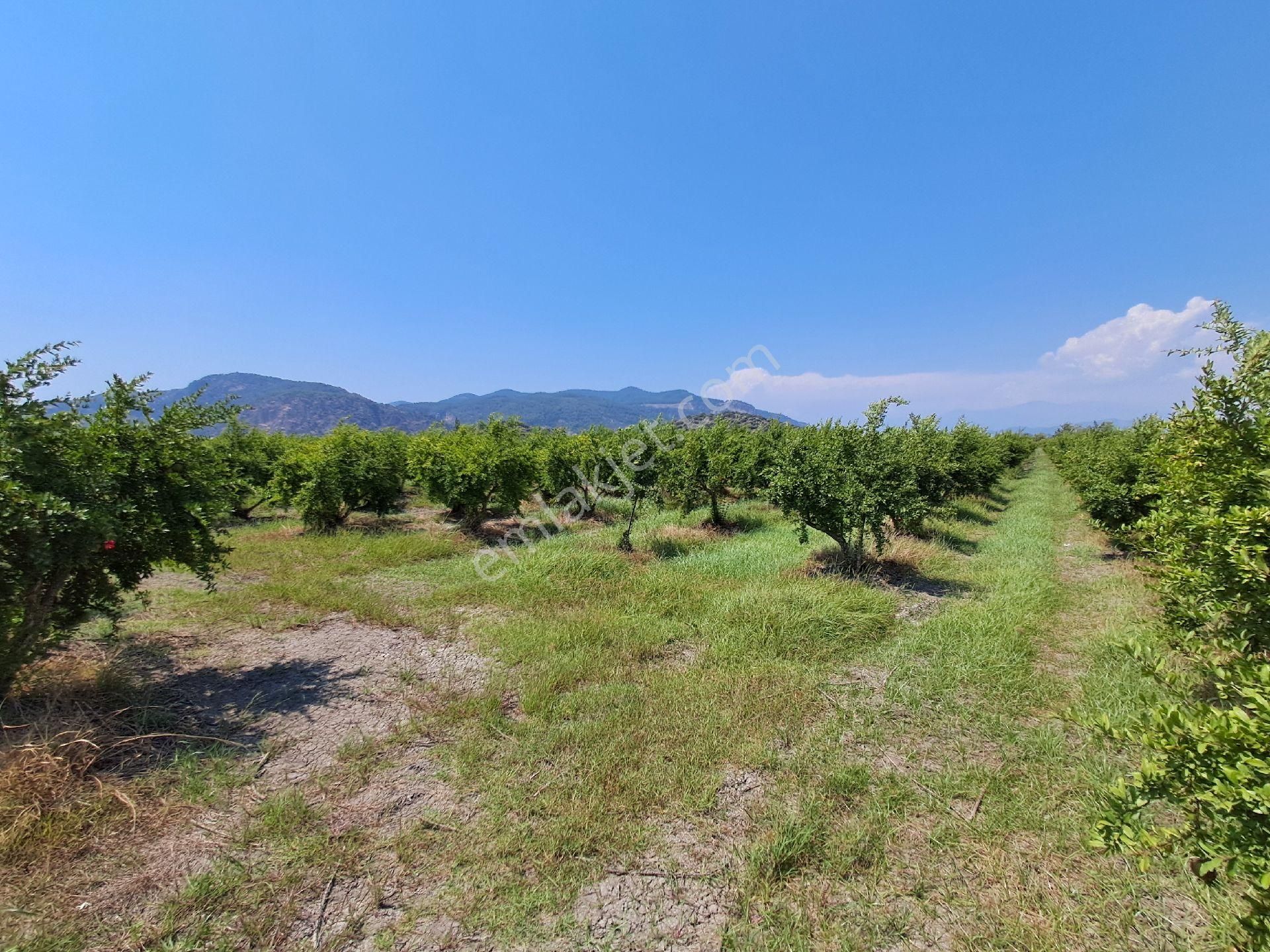 Günaydın Emlak'tan Ortaca Güzelyurtda 8.000 M2 Hisseli Satılık Tarla - Görsel 2