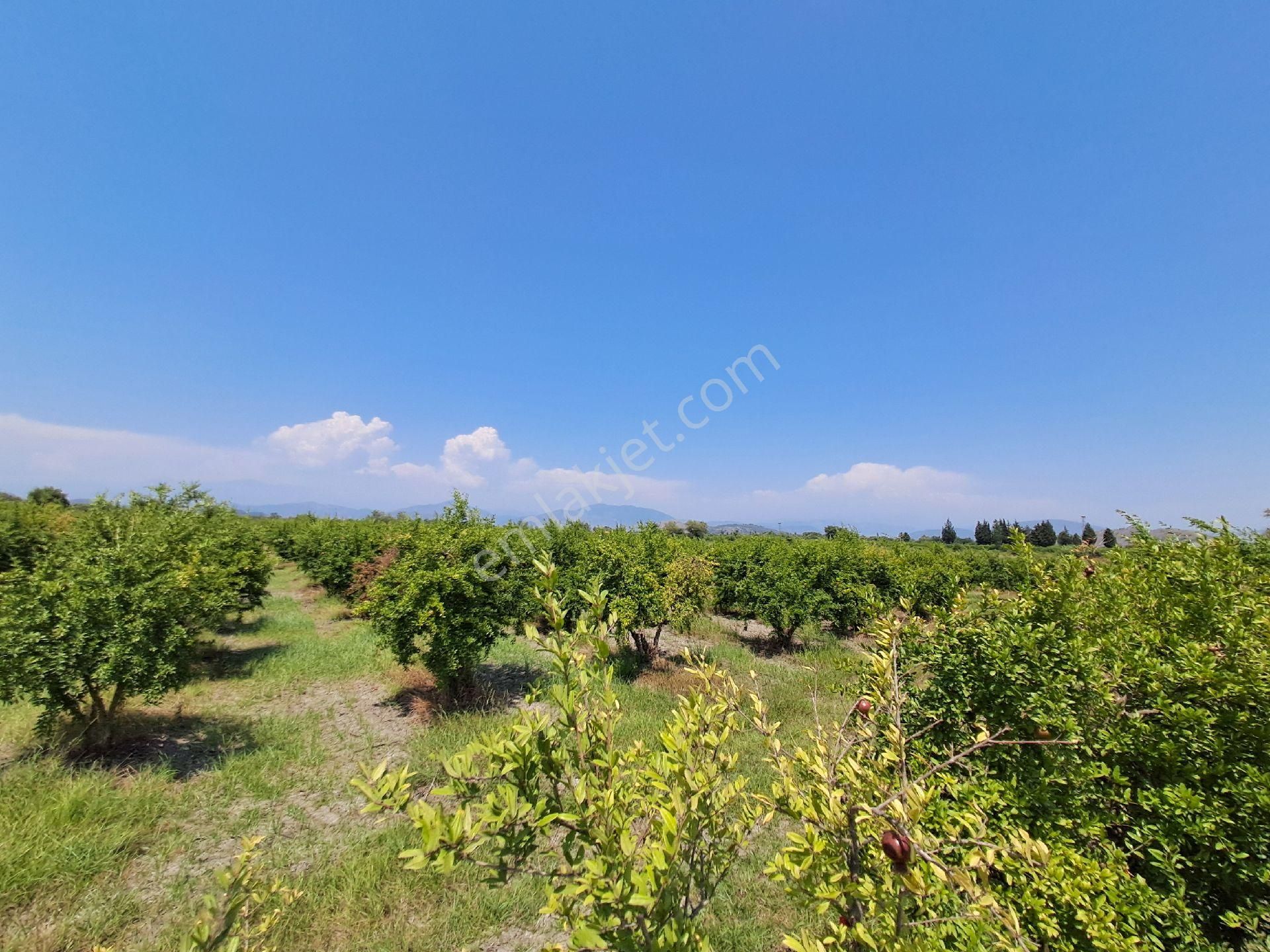 Günaydın Emlak'tan Ortaca Güzelyurtda 8.000 M2 Hisseli Satılık Tarla - Görsel 10