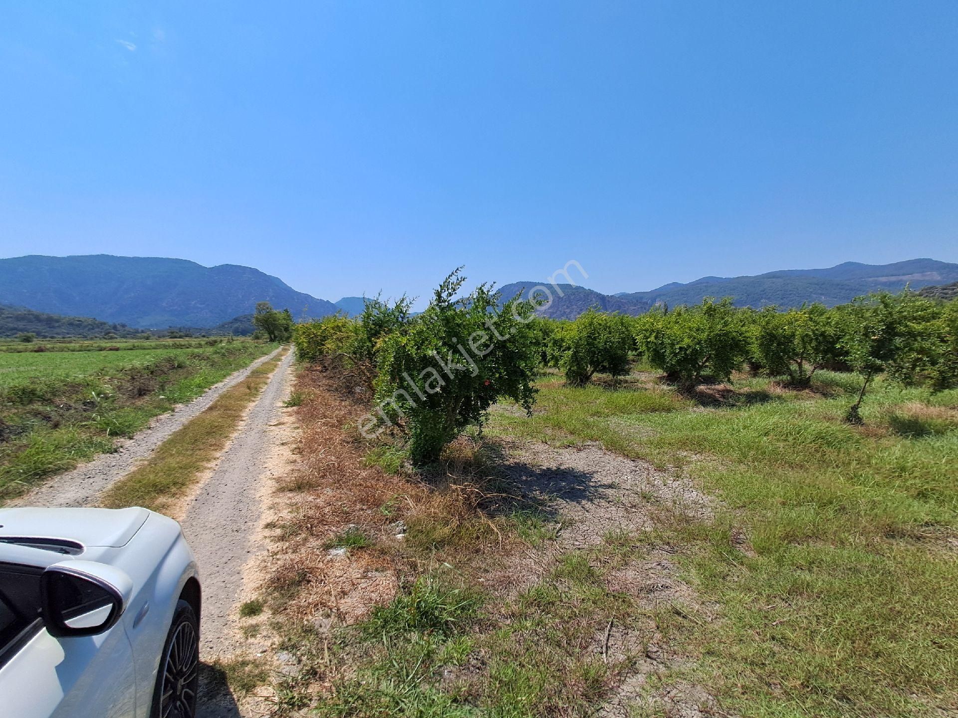 Günaydın Emlak'tan Ortaca Güzelyurtda 8.000 M2 Hisseli Satılık Tarla - Görsel 3