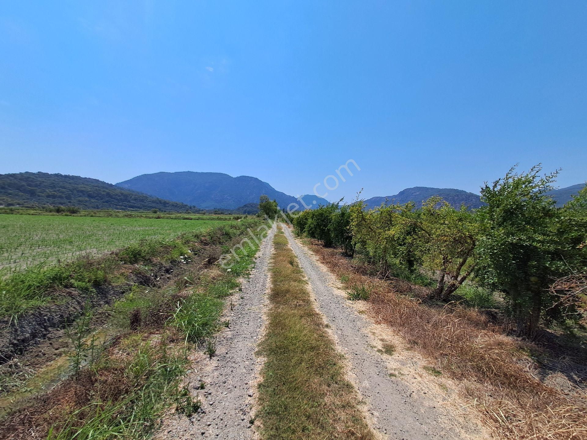 Günaydın Emlak'tan Ortaca Güzelyurtda 8.000 M2 Hisseli Satılık Tarla - Görsel 5