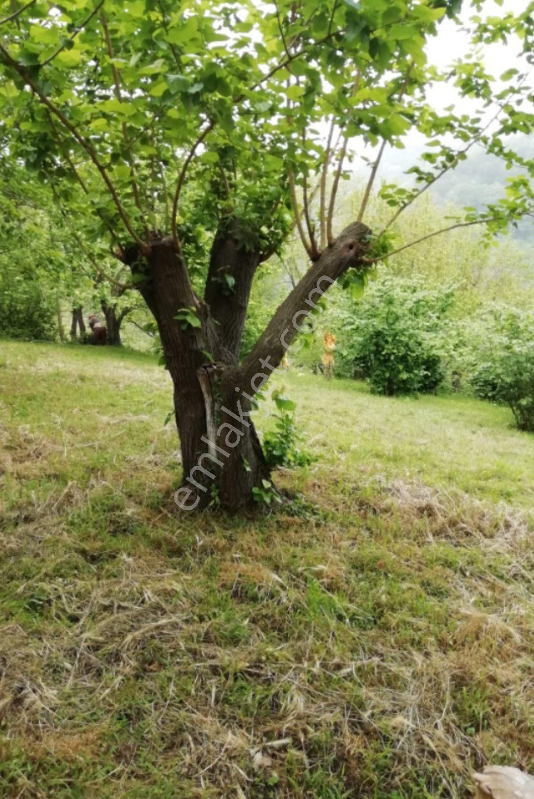 Perşembe Ramazan Mahallesi İmarlı Bahçe. - Görsel 3