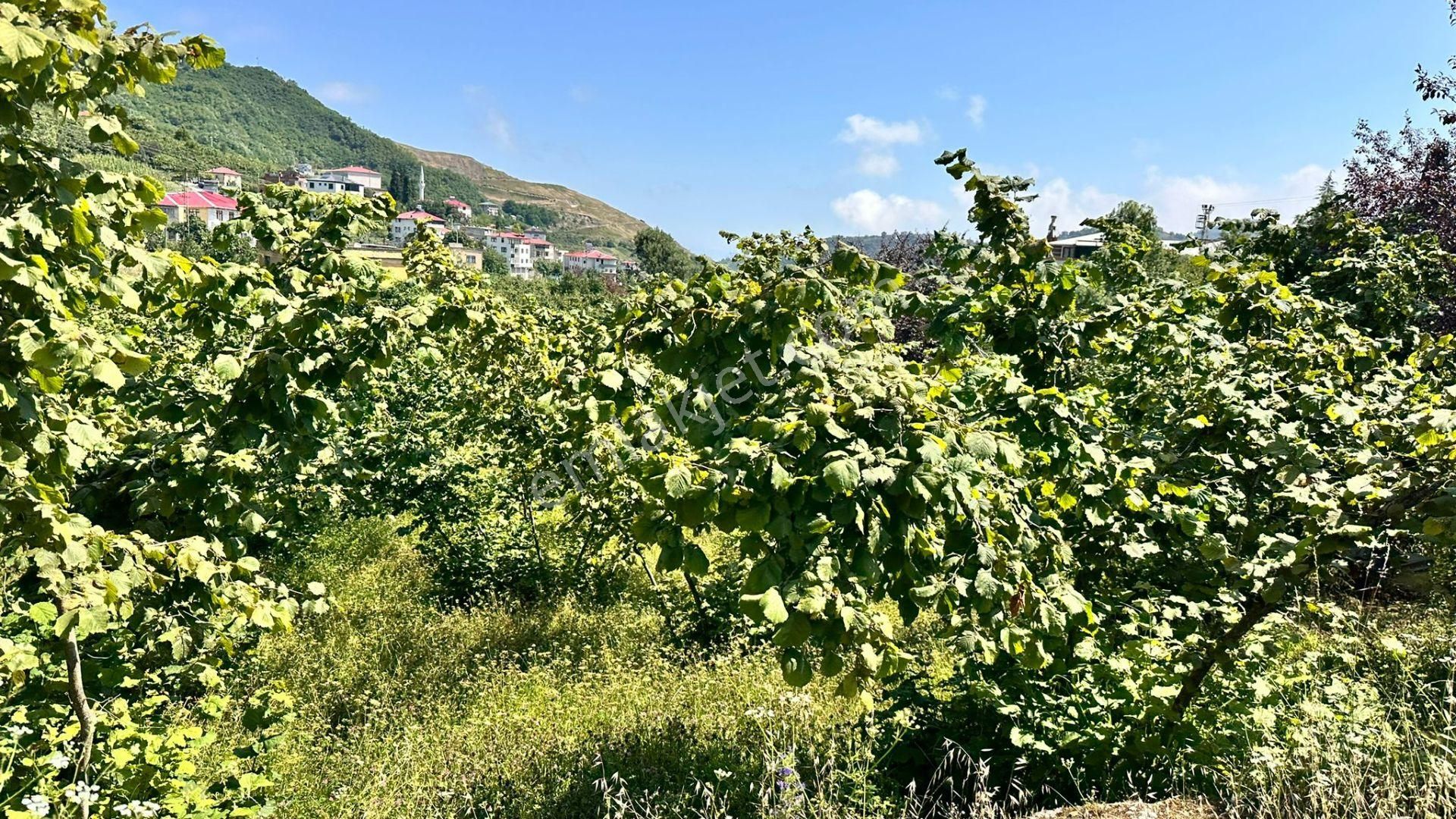 Trabzon Gürbulak Ta Köşe Parsel Satılık Arazi - Görsel 10