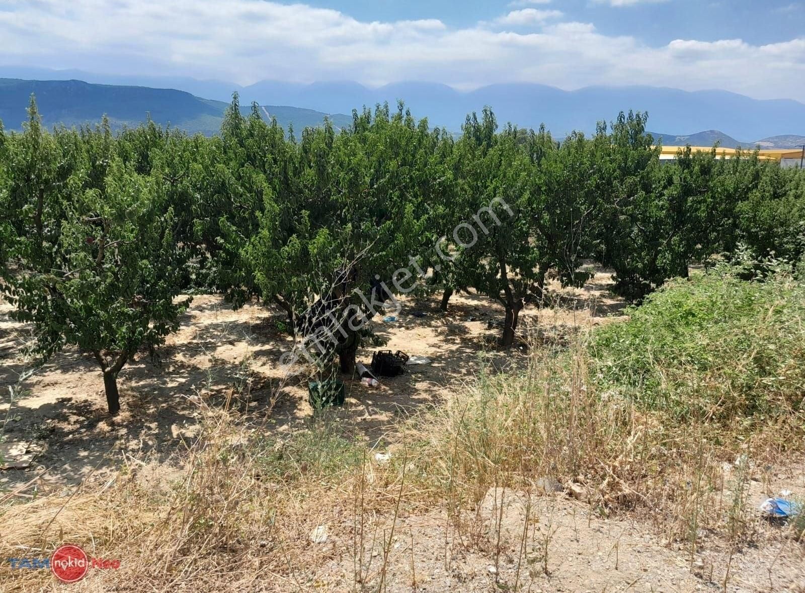 Bursa Kestel Narlıdere'de Satılık Şeftali Bahçesi