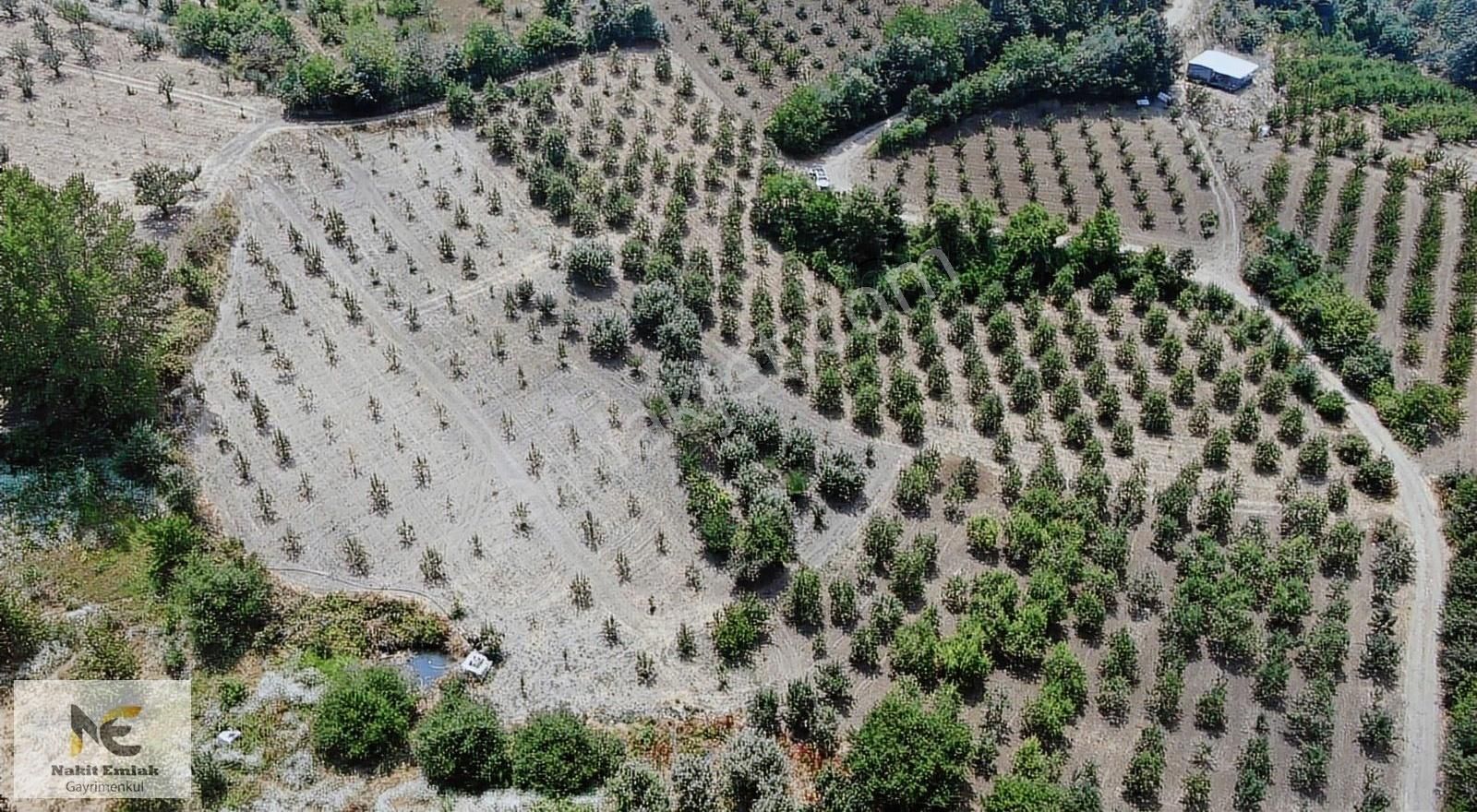 Doğanyurdunda Yolu İçinde 934 M2 Meyveli Satılık Tarla!