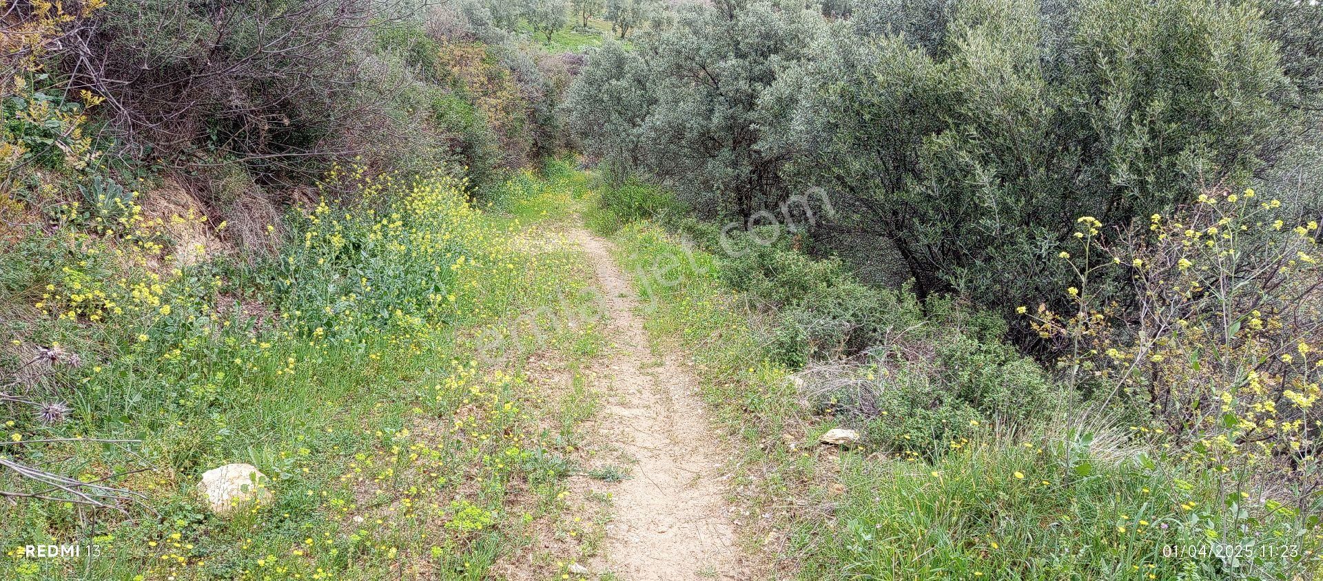 Göl Ayağınızın Altında - Görsel 14