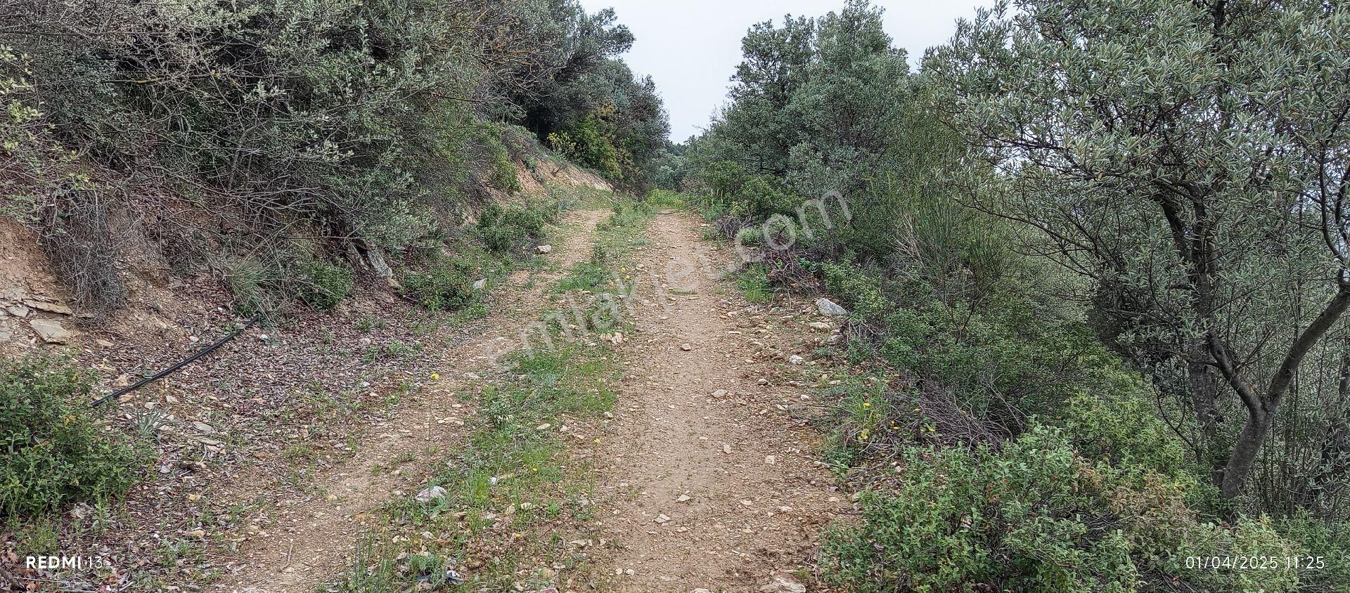 Göl Ayağınızın Altında - Görsel 9