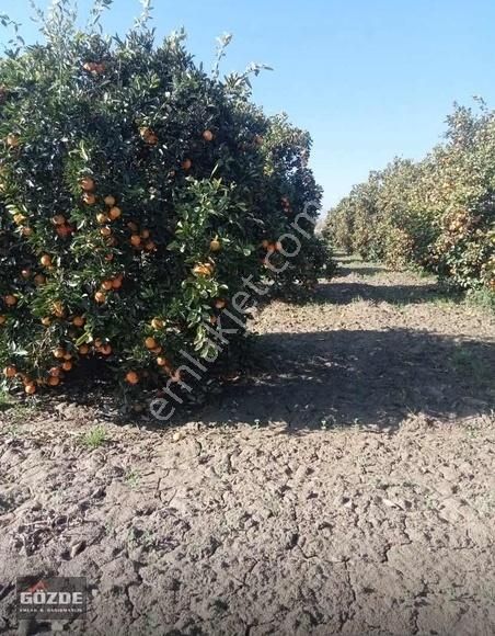 Berekeeli Mahalledinde Satılık Portakal Bahçesi
