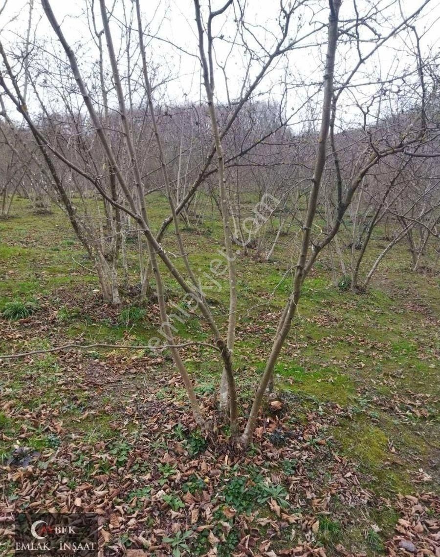 Aybek Emlak Ofisi’nden Cumayerinde Satılık Fındıklık