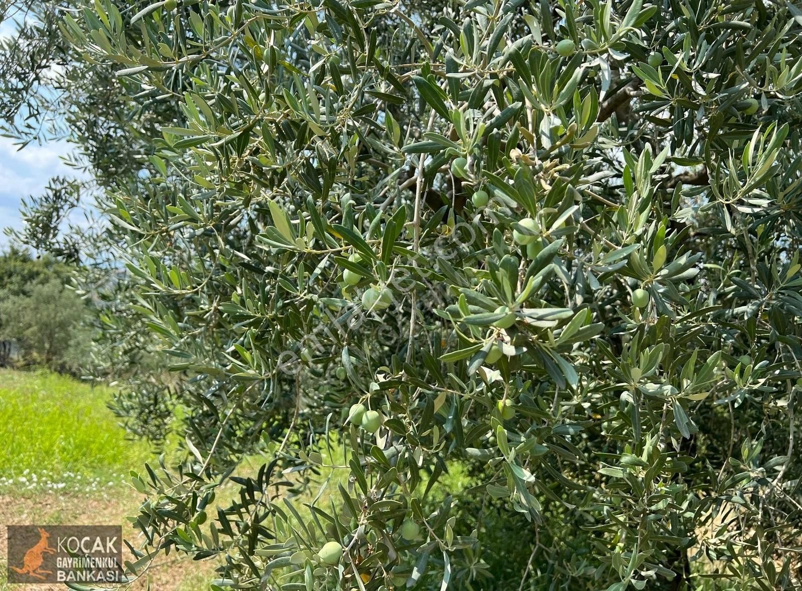 Derbent Köyünde Göl Manzaralı Suyu Yolu Olan 2012 M2 Bahçe - Görsel 5