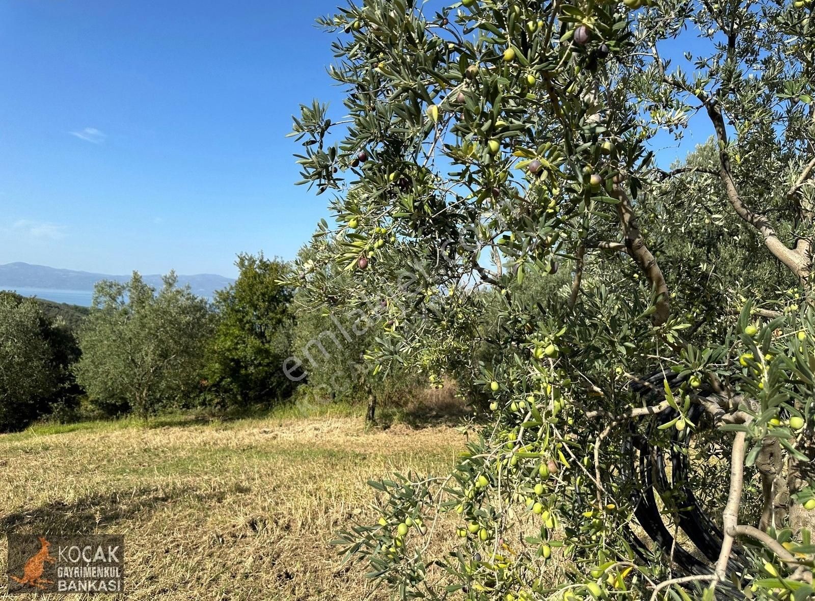Derbent Köyünde Göl Manzaralı Suyu Yolu Olan 2012 M2 Bahçe - Görsel 3