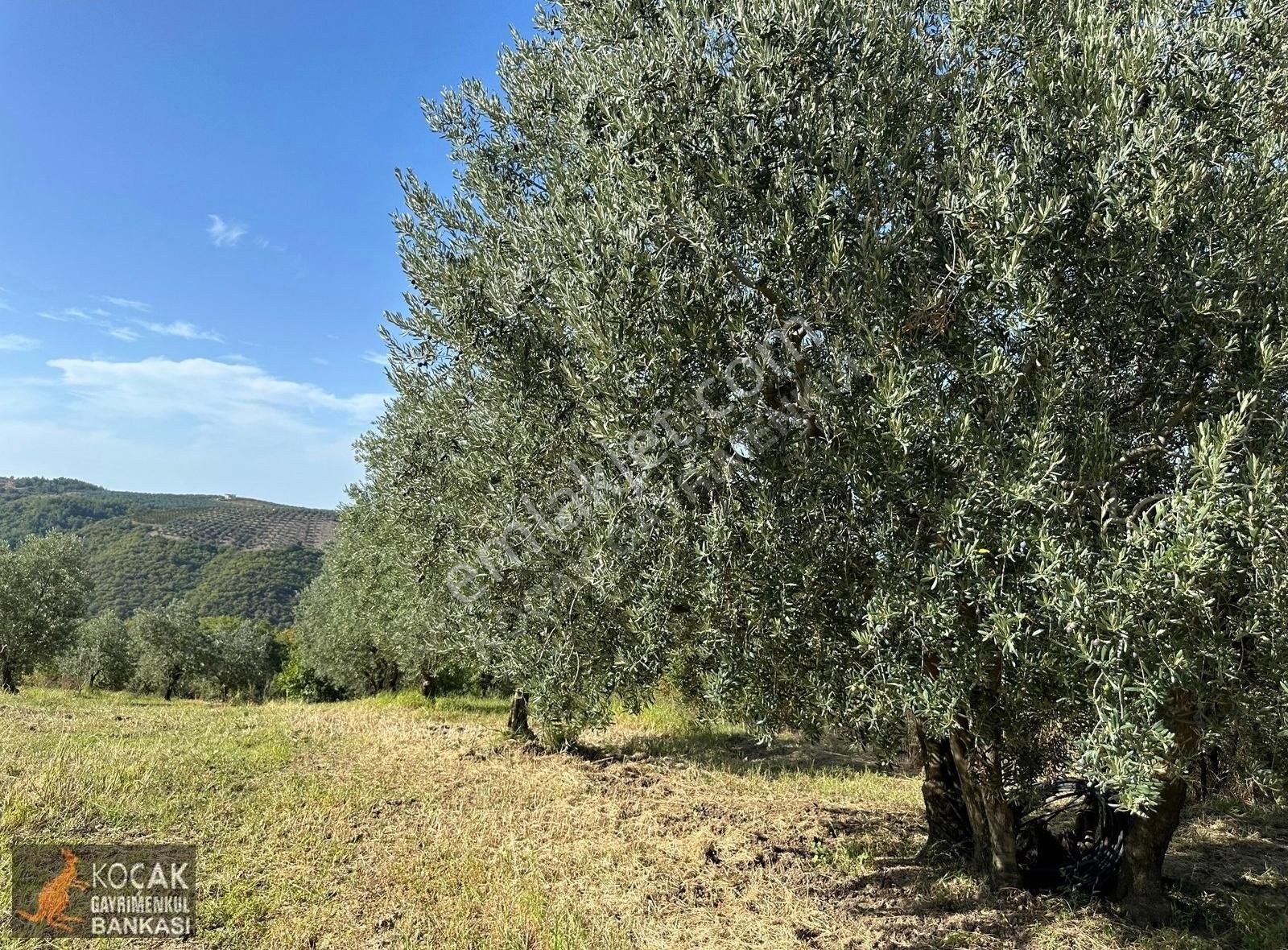 Derbent Köyünde Göl Manzaralı Suyu Yolu Olan 2012 M2 Bahçe - Görsel 21