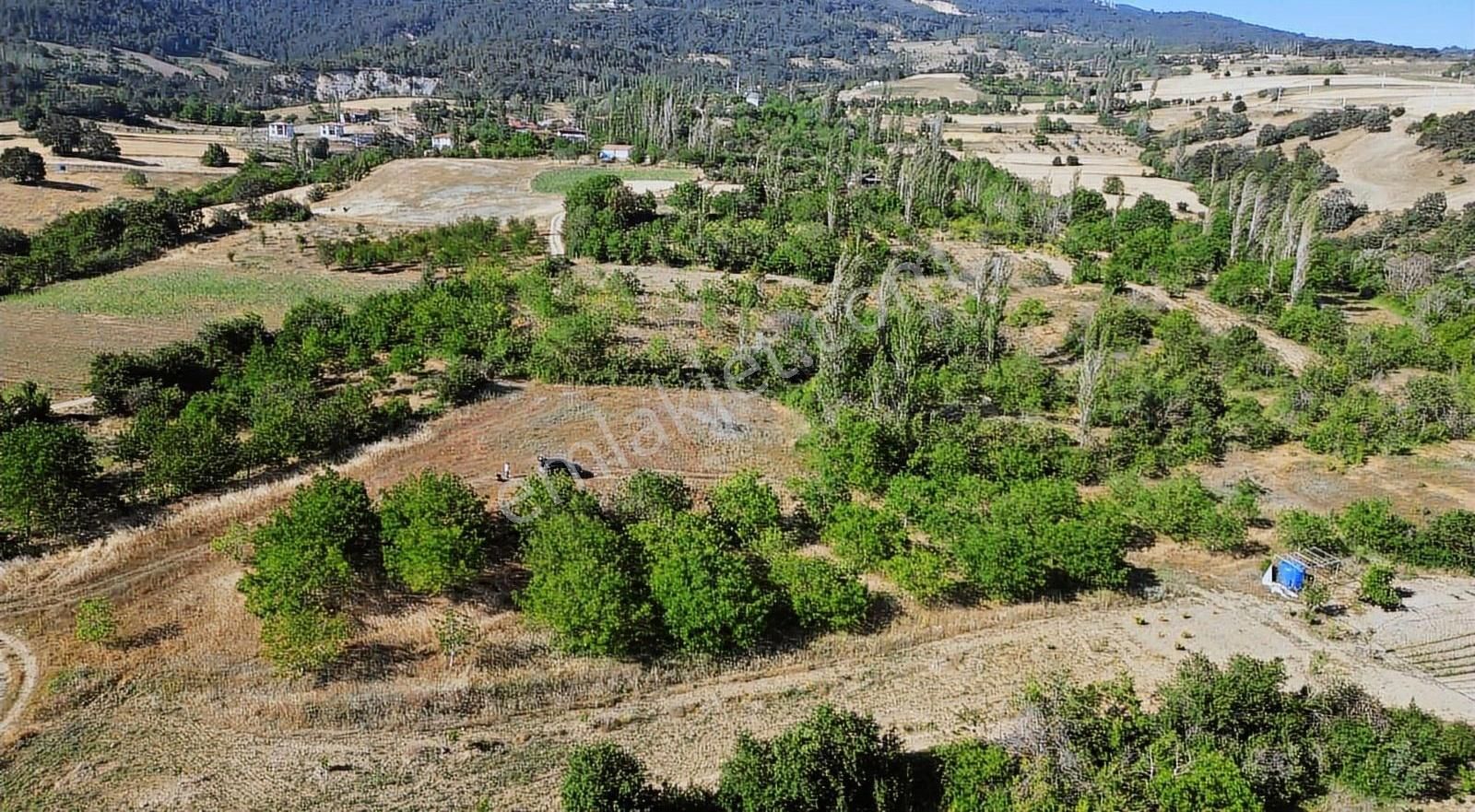 Yetişkin Ceviz Bahçemiz - Görsel 21