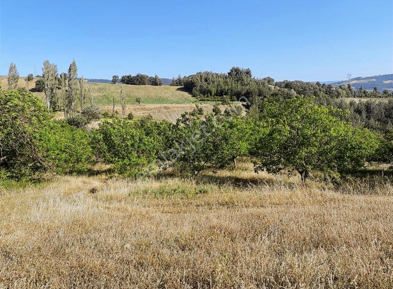 Yetişkin Ceviz Bahçemiz - Görsel 9