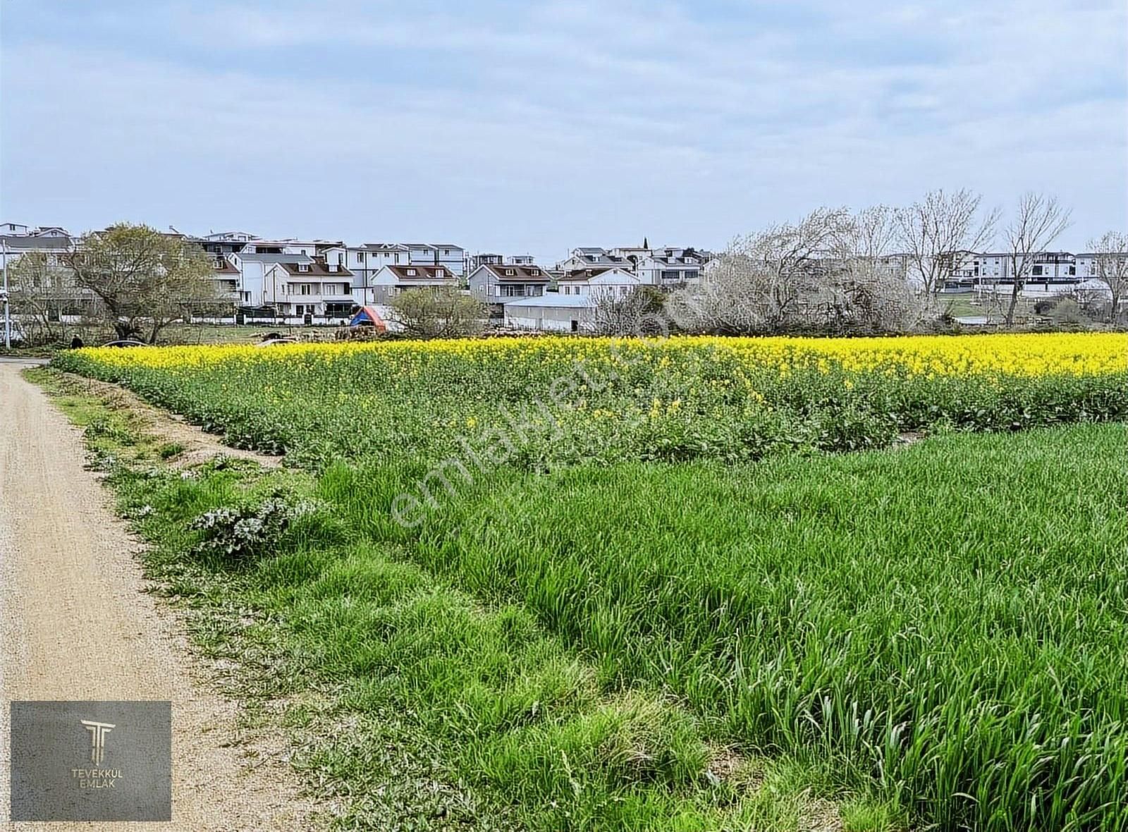 Marmara E. Denize 450 M Mesafede İmar Pilanında Acil Hemen Tapu - Görsel 3