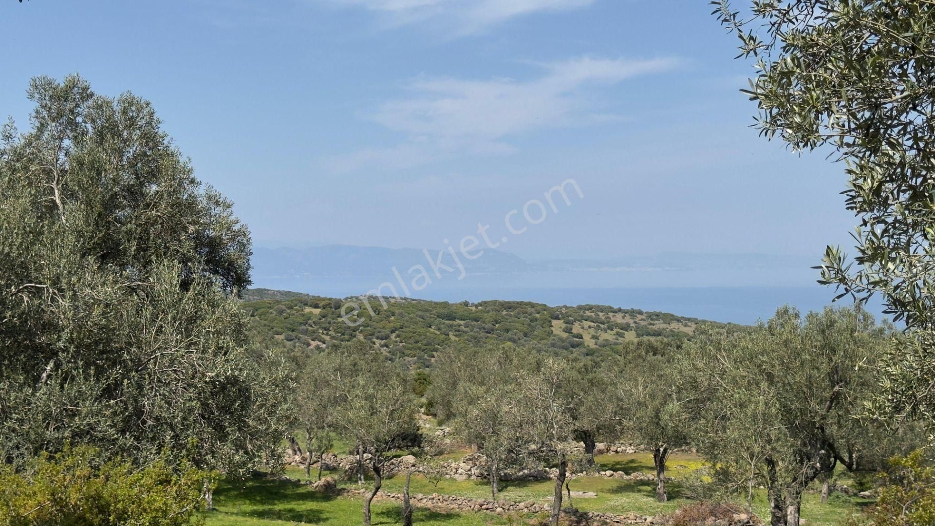 Coldwell Banker Route'tan Dikili Merdivenlide Satılık Zeytinlik - Görsel 11