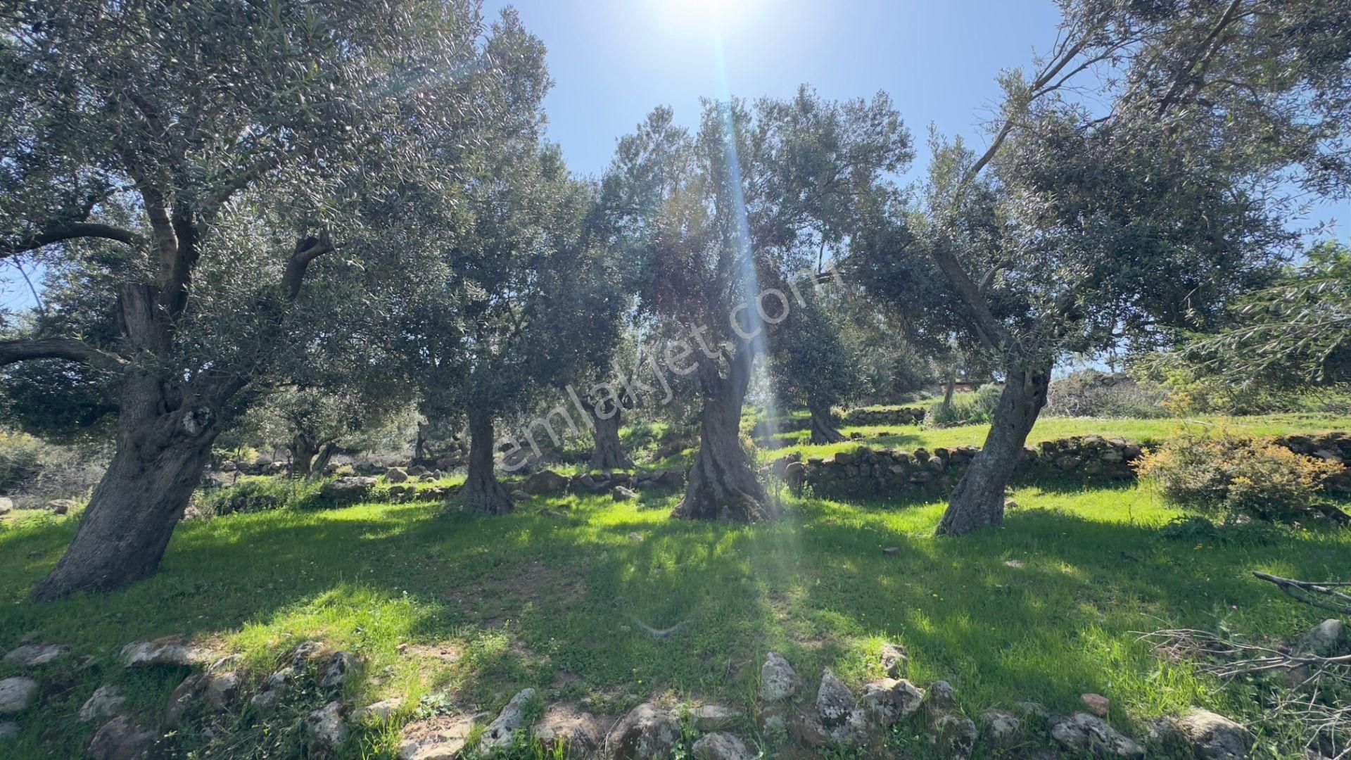 Coldwell Banker Route'tan Dikili Merdivenlide Satılık Zeytinlik - Görsel 3