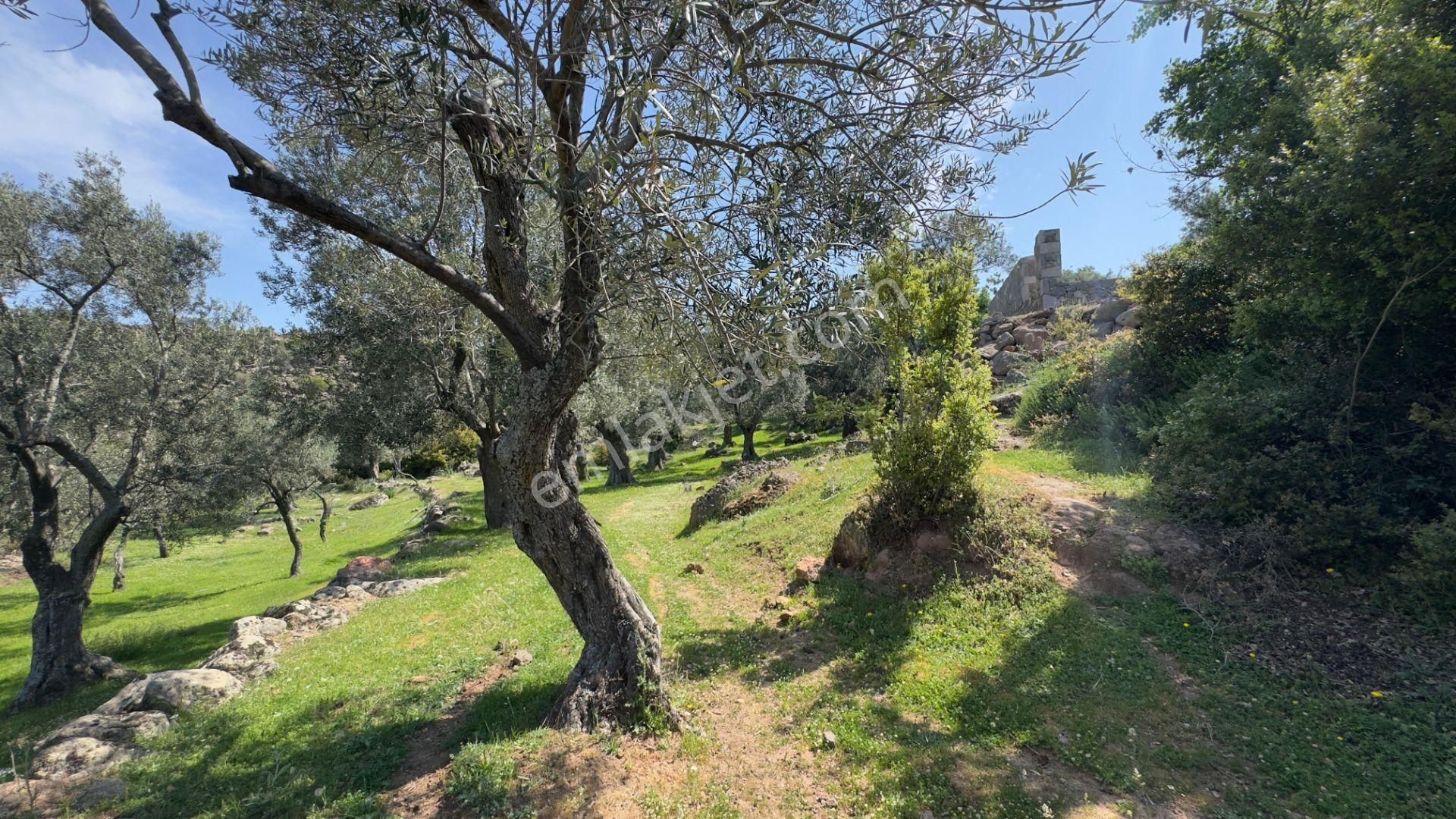 Coldwell Banker Route'tan Dikili Merdivenlide Satılık Zeytinlik - Görsel 4