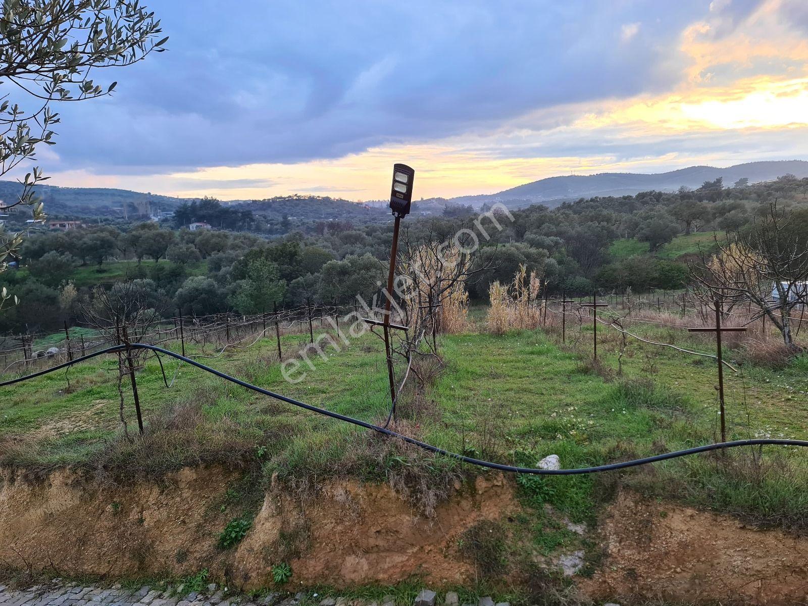 Bal Gayrimenkul - Torbalı Çakırbeyli'de 1000 M2 Hisseli Tarla - Görsel 4