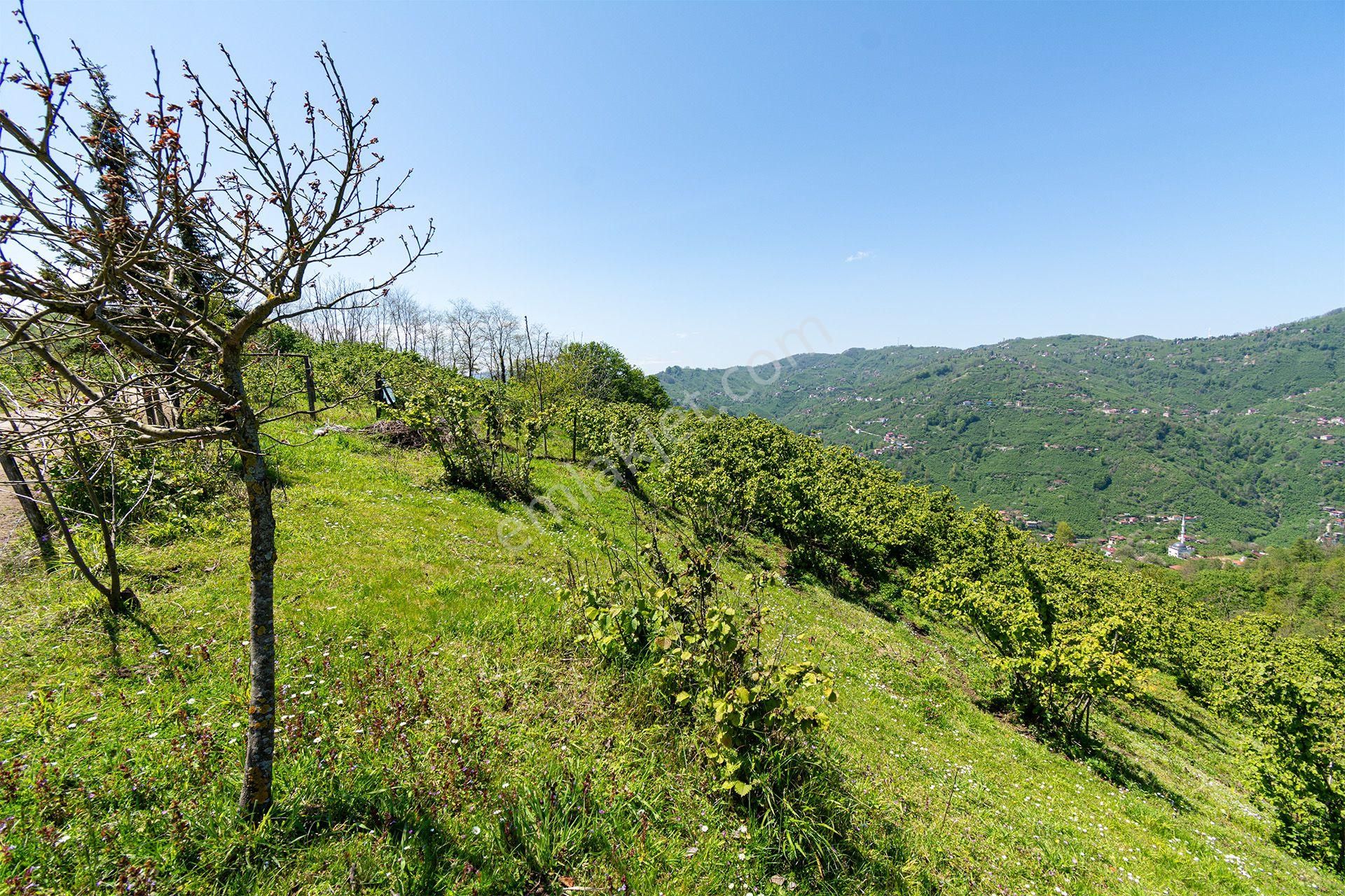 Oremlaktan Ordu Perşembe Güzelyurt Mah. 5.947m² Satılık Fındık Bahçesi Müstakil Tapu - Görsel 13