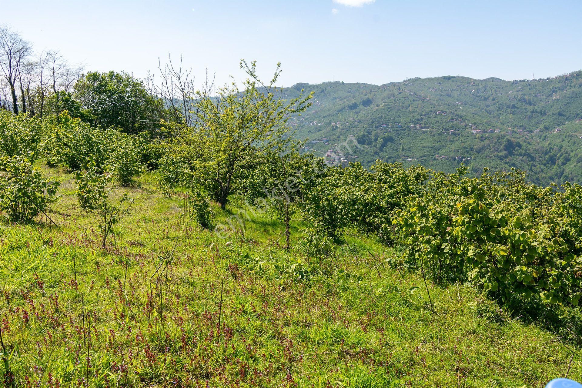 Oremlaktan Ordu Perşembe Güzelyurt Mah. 5.947m² Satılık Fındık Bahçesi Müstakil Tapu - Görsel 26