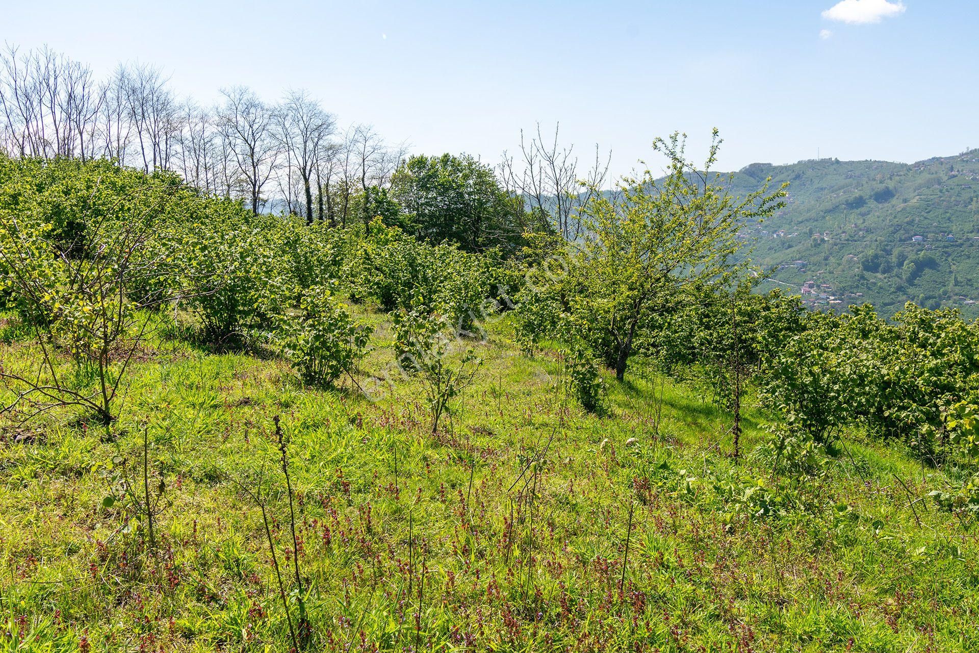 Oremlaktan Ordu Perşembe Güzelyurt Mah. 5.947m² Satılık Fındık Bahçesi Müstakil Tapu - Görsel 25