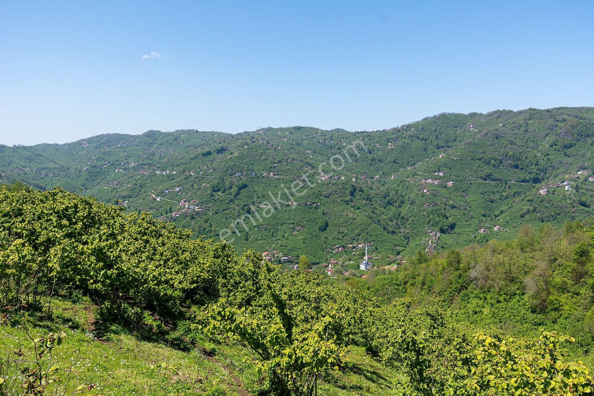 Oremlaktan Ordu Perşembe Güzelyurt Mah. 5.947m² Satılık Fındık Bahçesi Müstakil Tapu - Görsel 12