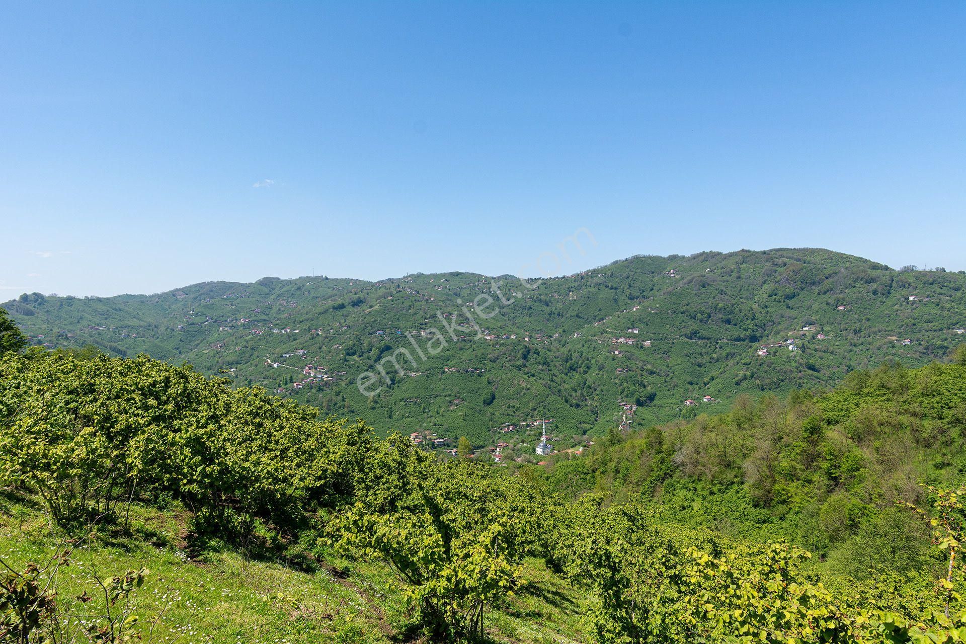 Oremlaktan Ordu Perşembe Güzelyurt Mah. 5.947m² Satılık Fındık Bahçesi Müstakil Tapu - Görsel 14