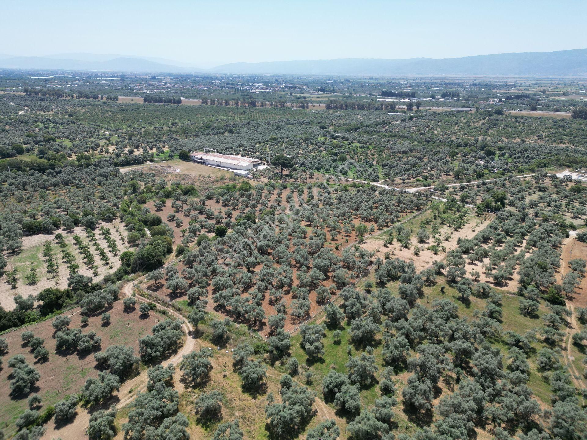 Aydın Germencik Ömerbeyli De Satılık 12 Dönüm Zeytin Bahçesi - Görsel 8