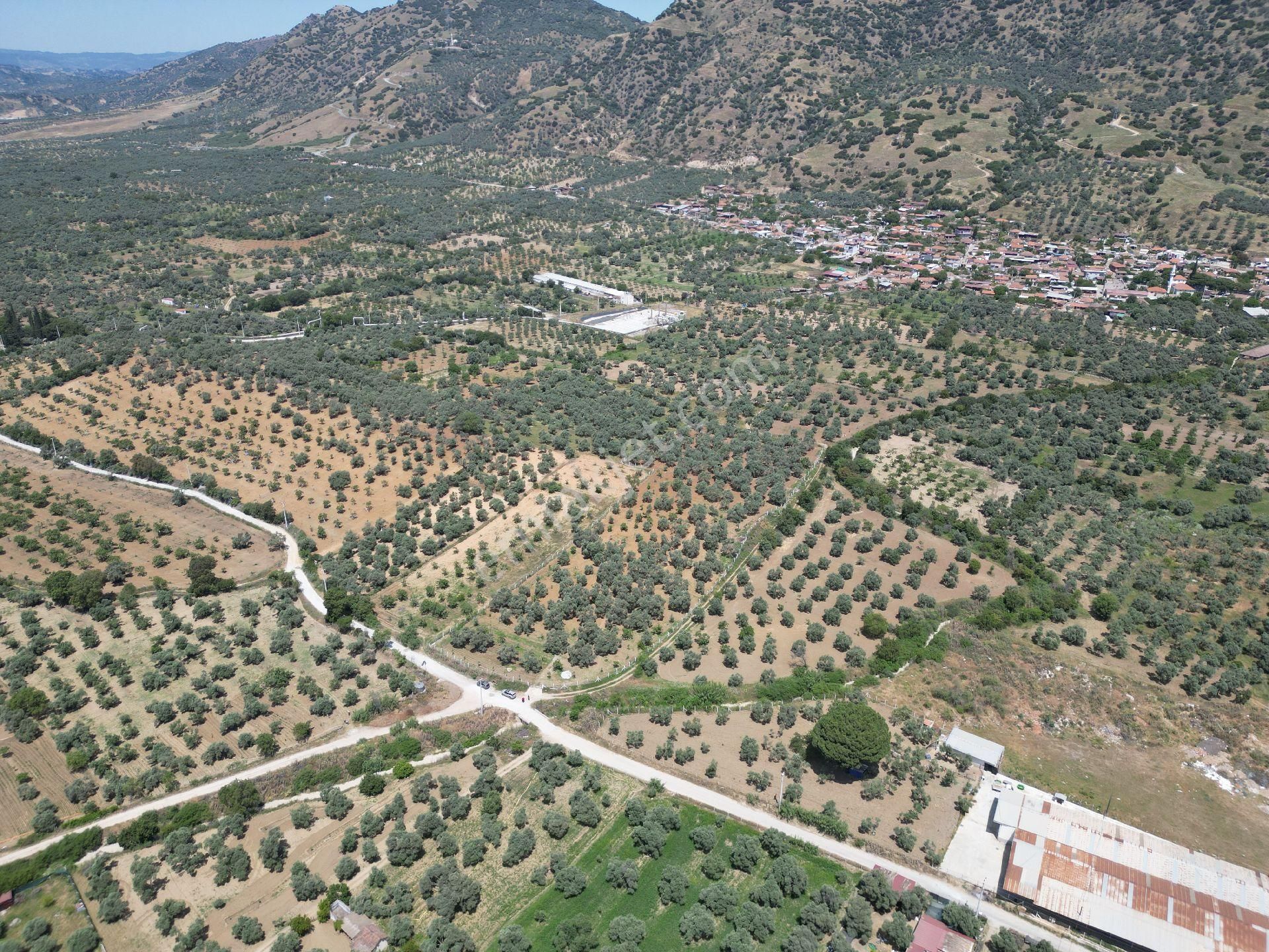 Aydın Germencik Ömerbeyli De Satılık 12 Dönüm Zeytin Bahçesi - Görsel 9