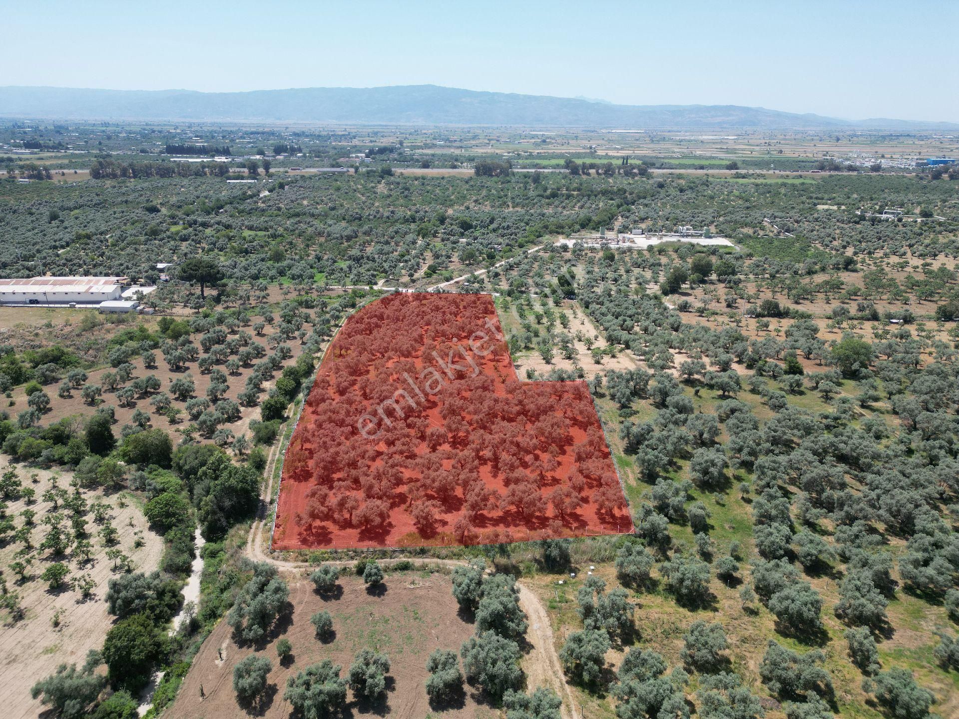 Aydın Germencik Ömerbeyli De Satılık 12 Dönüm Zeytin Bahçesi - Görsel 13