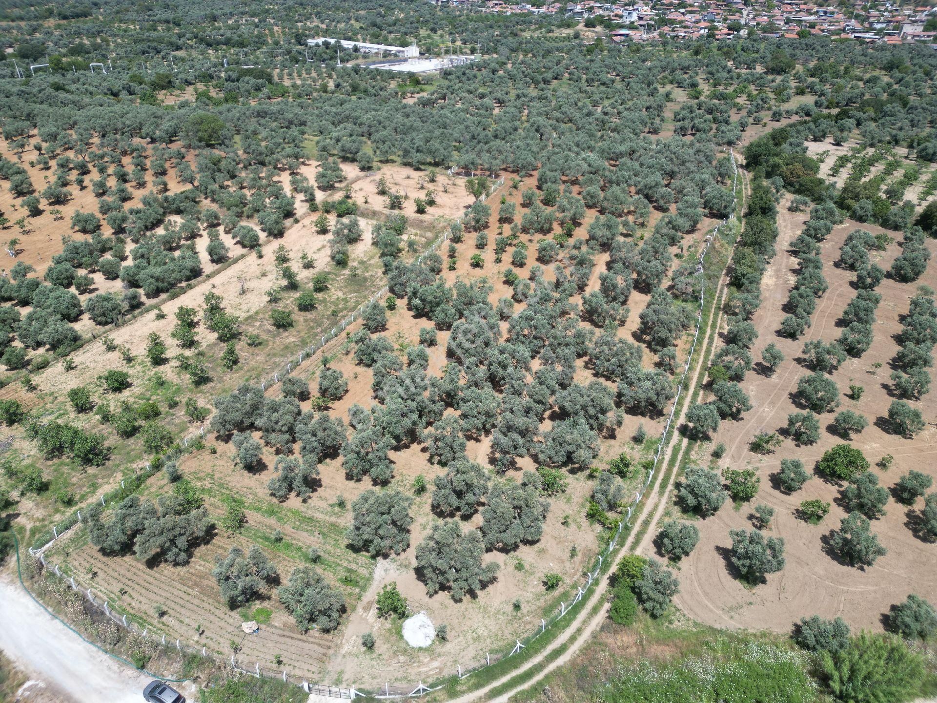 Aydın Germencik Ömerbeyli De Satılık 12 Dönüm Zeytin Bahçesi - Görsel 7