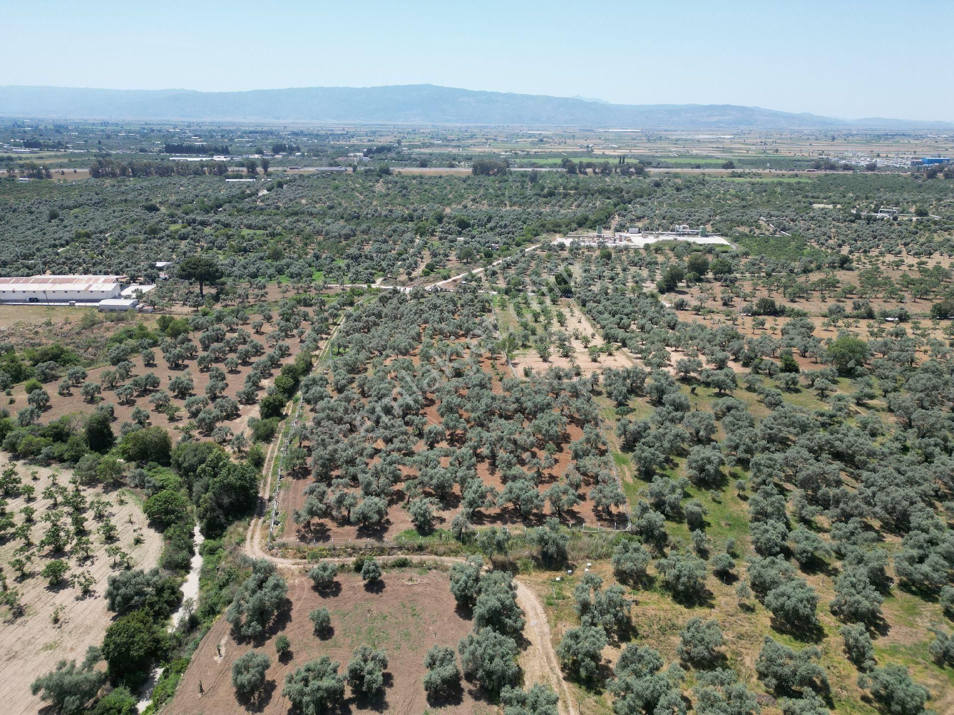 Aydın Germencik Ömerbeyli De Satılık 12 Dönüm Zeytin Bahçesi - Görsel 11