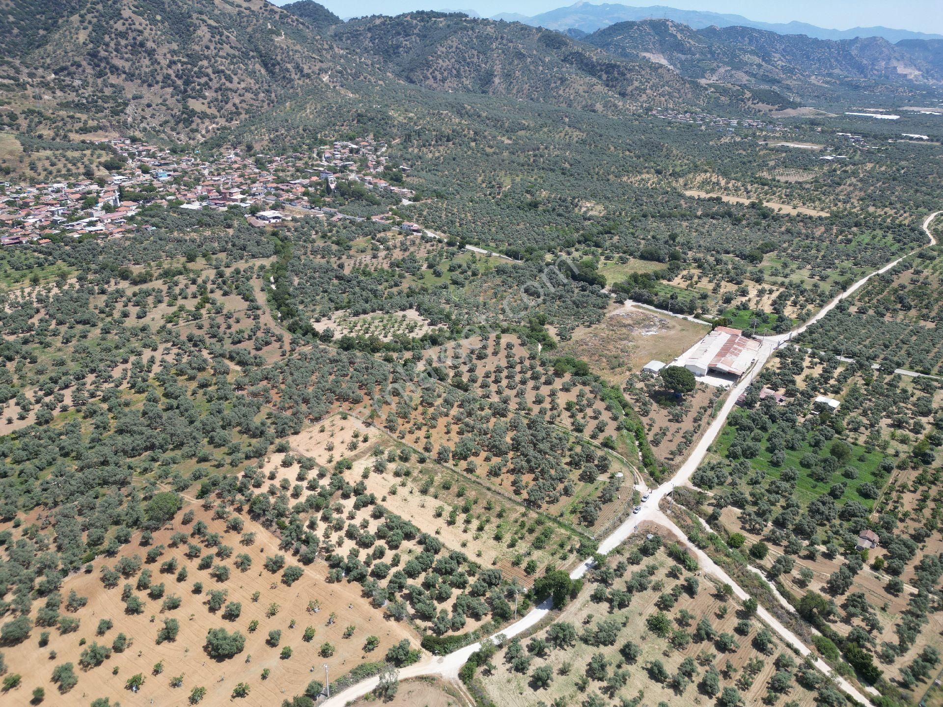 Aydın Germencik Ömerbeyli De Satılık 12 Dönüm Zeytin Bahçesi - Görsel 10