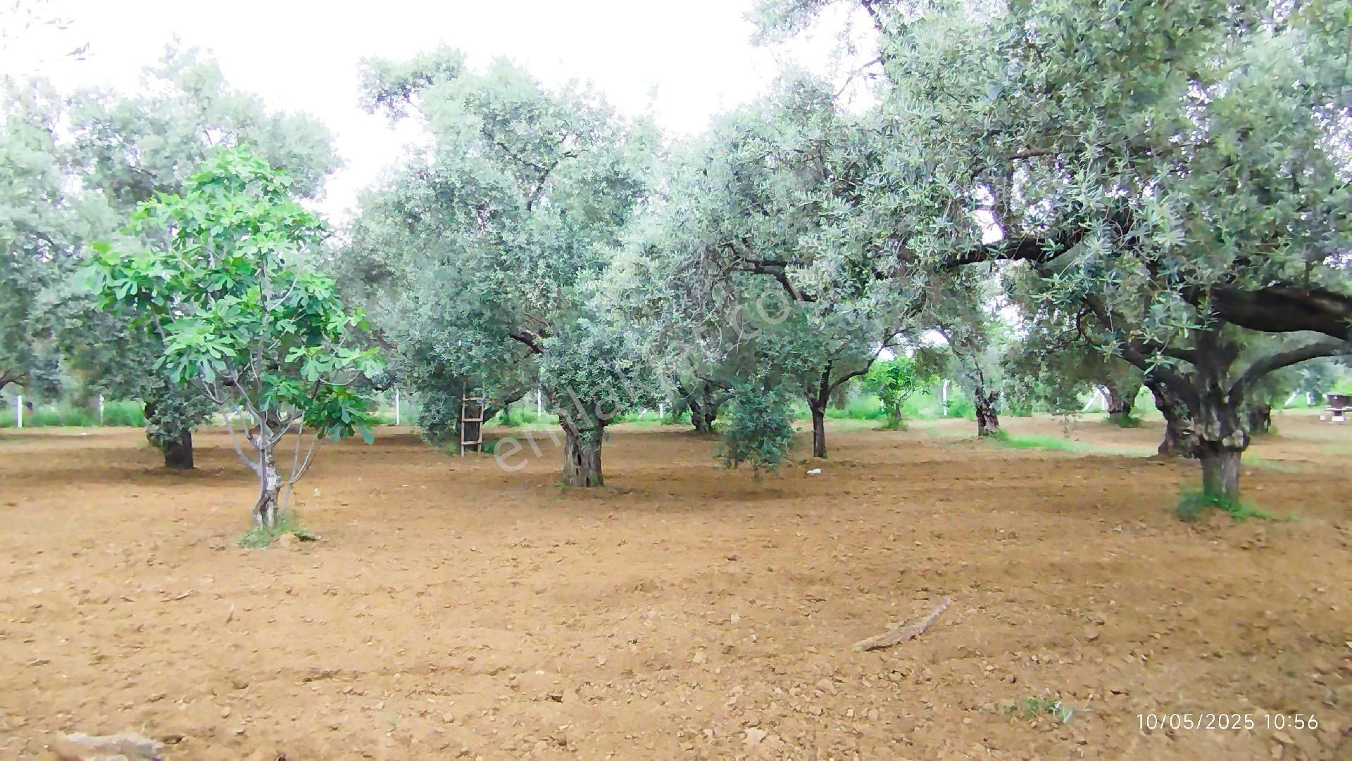 Aydın Germencik Ömerbeyli De Satılık 12 Dönüm Zeytin Bahçesi - Görsel 23