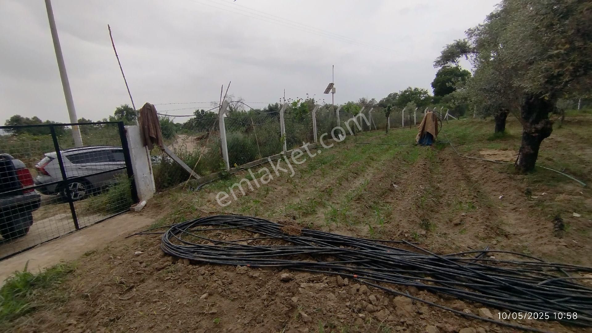 Aydın Germencik Ömerbeyli De Satılık 12 Dönüm Zeytin Bahçesi - Görsel 4