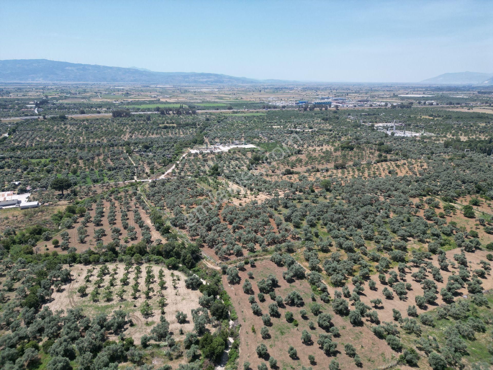 Aydın Germencik Ömerbeyli De Satılık 12 Dönüm Zeytin Bahçesi - Görsel 14