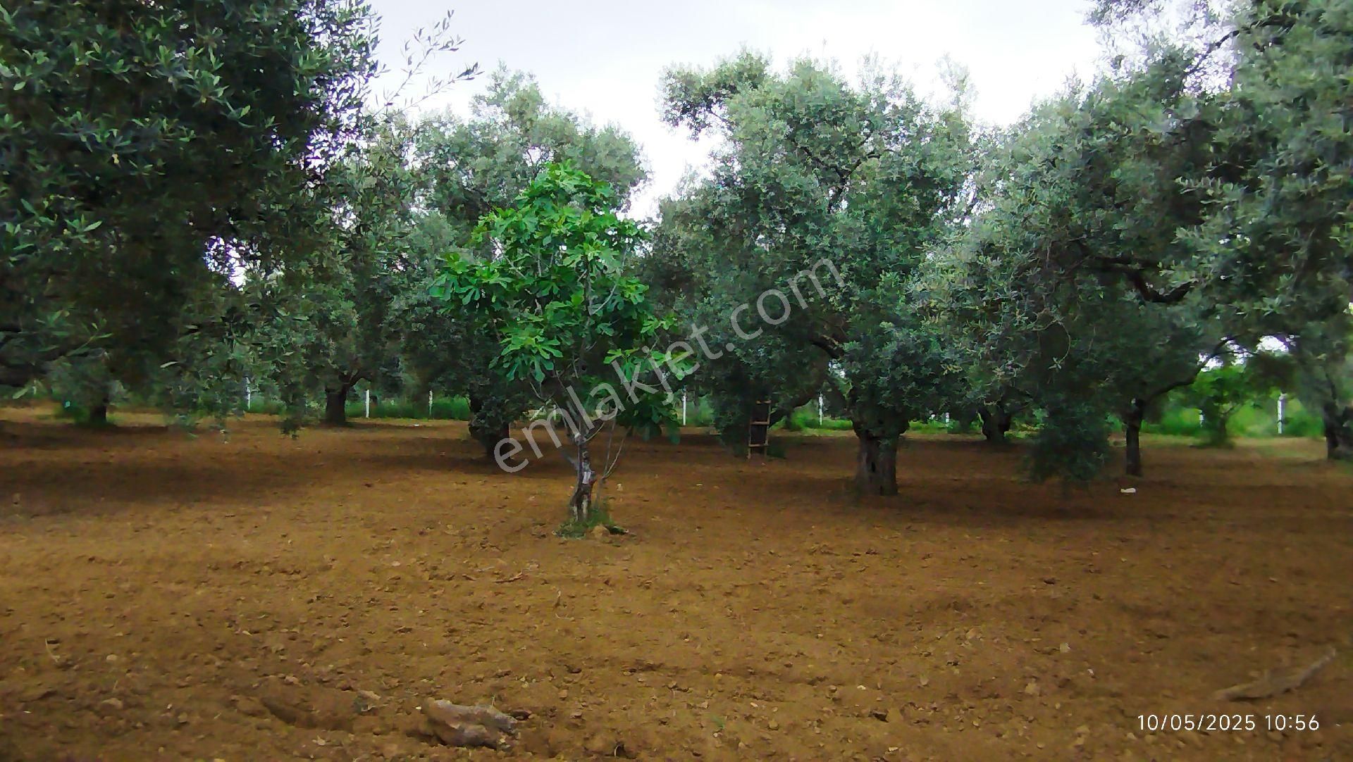 Aydın Germencik Ömerbeyli De Satılık 12 Dönüm Zeytin Bahçesi - Görsel 21