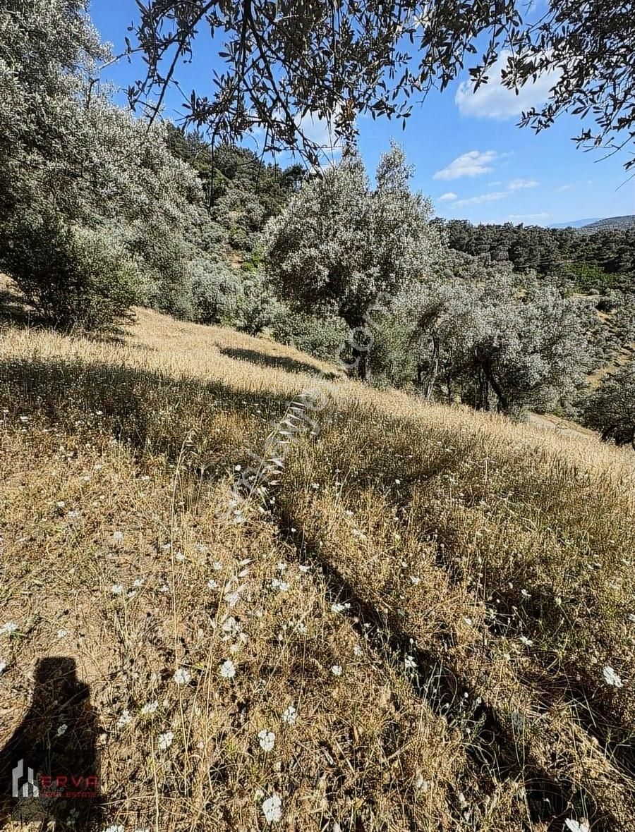 Bayındır'da 921 M2 Verimli Zeytin Bahçesi
