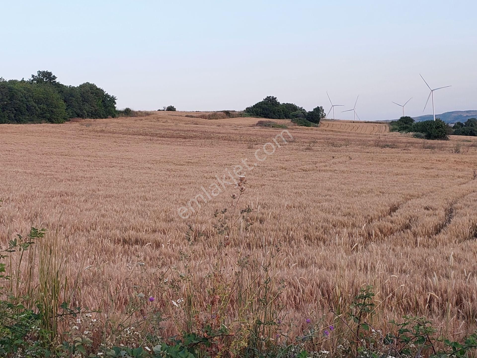 Bursa Karacabey Çamlıcada Anayola Yakın Satılık Yatırımlık 2000m2 Tarla - Görsel 9