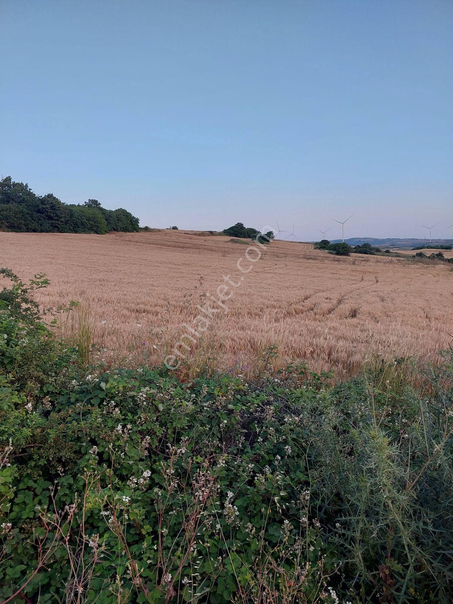 Bursa Karacabey Çamlıcada Anayola Yakın Satılık Yatırımlık 2000m2 Tarla - Görsel 12