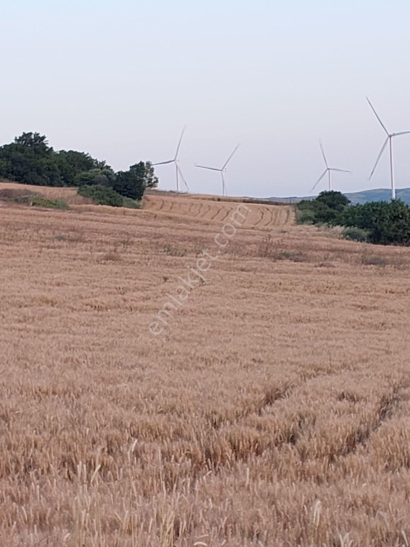 Bursa Karacabey Çamlıcada Anayola Yakın Satılık Yatırımlık 2000m2 Tarla - Görsel 13